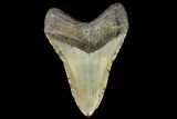 Large, Fossil Megalodon Tooth - North Carolina #108880-2